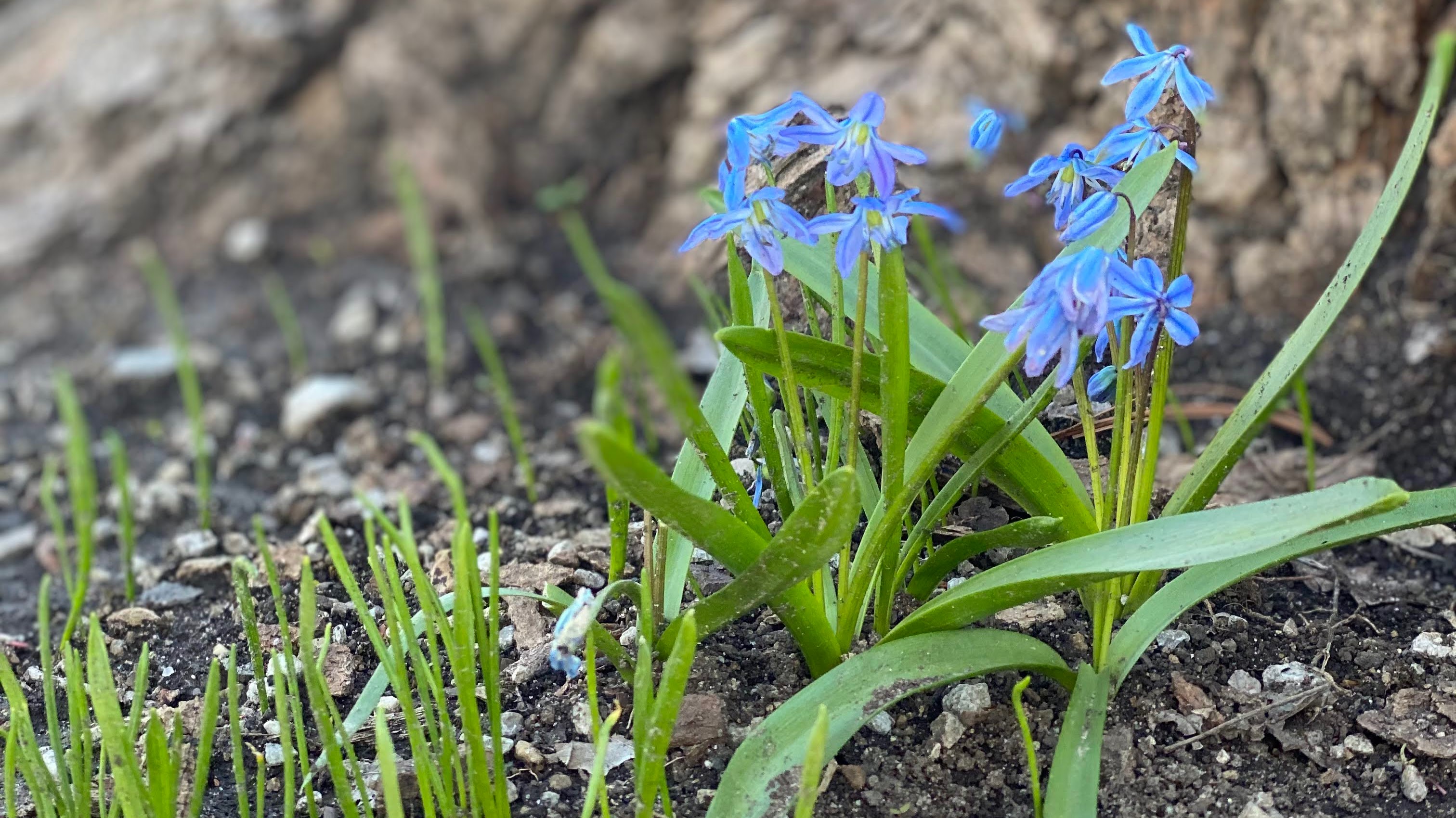 spring blooms